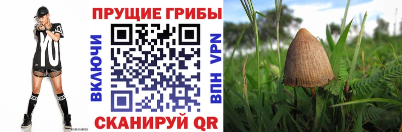 Псилоцибиновые грибы мицелий Котельнич
